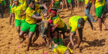 Jallikattu